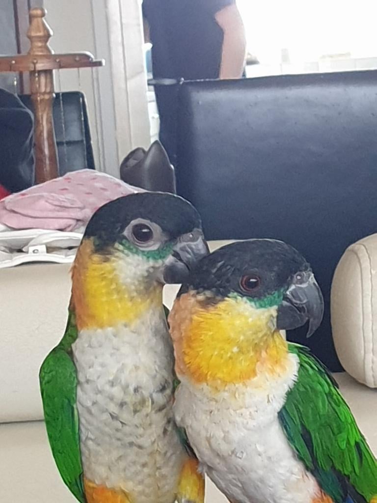 Zwartkop koppel onverwant, Dieren en Toebehoren, Meerdere dieren, Papegaai, Geringd