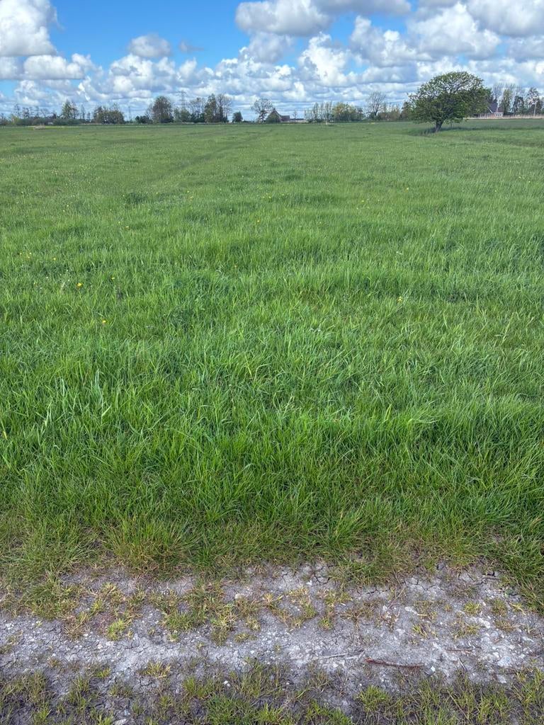 Gras op stok /gras gewas, Dieren en Toebehoren, Stalling en Weidegang