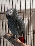 Grijze roodstaart kweekman gevraagd, Mannelijk, Papegaai