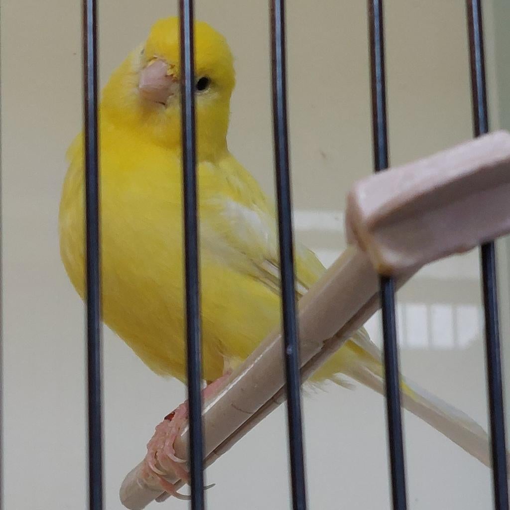 Gele kanaries poppen en mannen, Dieren en Toebehoren, Vogels | Kanaries, Meerdere dieren, Kleurkanarie