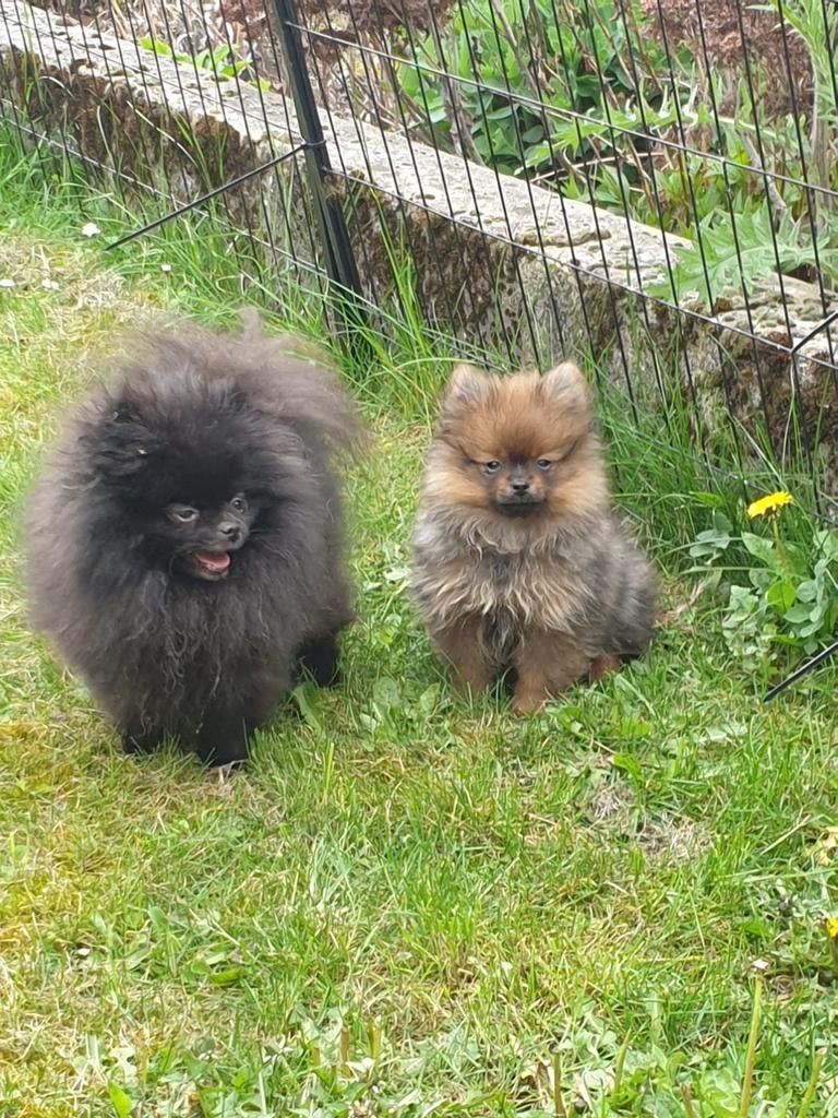 Pomchi reu, geboren 29/01/2026, Dieren en Toebehoren, Honden | Chihuahua's en Gezelschapshonden, Parvo, België, Particulier, 8 tot 15 weken