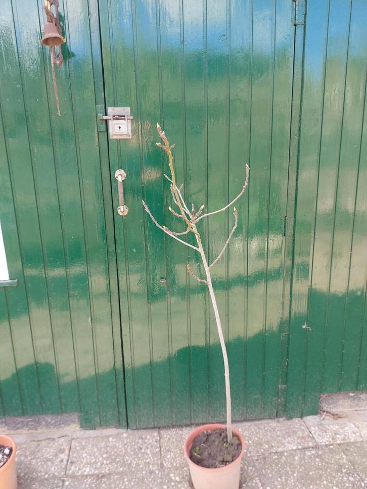 Vijgenboompje, Tuin en Terras, Planten | Fruitbomen, Ophalen