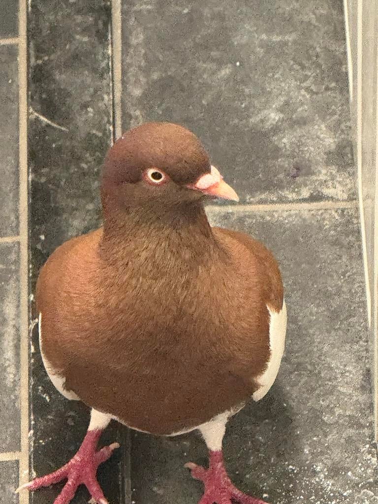 1, Dieren en Toebehoren, Vogels | Duiven, Meerdere dieren, Postduif