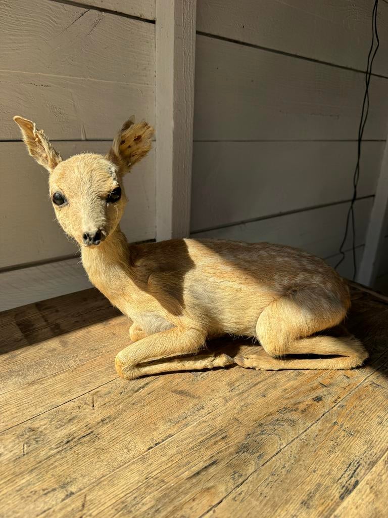 Opgezet hertje - 30cm breed, 25cm hoog, Ophalen, Gebruikt, Hert, Opgezet dier