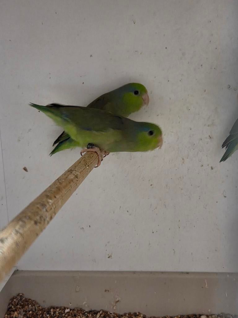 Jonge forpussen in diverse kleurtjes leuk om tam te maken, Meerdere dieren, Dwergpapegaai of Agapornis, Geringd