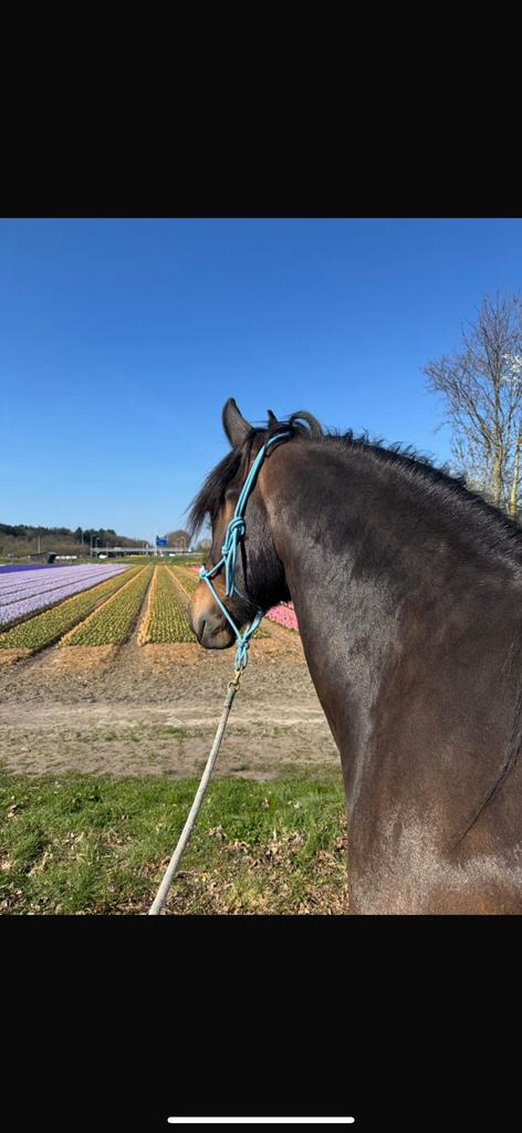 Verzorg(st)er gezocht ️, Ophalen of Verzenden, Nieuw