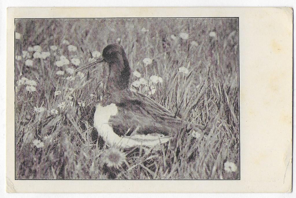 Scholekster op het nest- Oude gelopen ansichtkaart - B3340, Ophalen of Verzenden, 1940 tot 1960, Gelopen