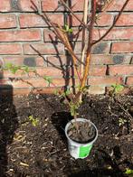 Stekken van een japanse wijnbes, Tuin en Terras, Planten | Tuinplanten, Ophalen of Verzenden, Fruitplanten, Volle zon