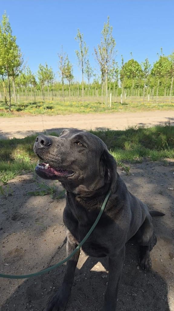 Herplaatsing Labrador reu, Reu, Labrador retriever, Parvo, Eén hond