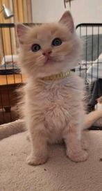 Ragdoll kittens geboren op 8 januari, Meerdere dieren, Met stamboom, 0 tot 2 jaar