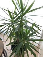 Yucca Plant, 100 tot 150 cm, In pot, Yucca, Groene kamerplant