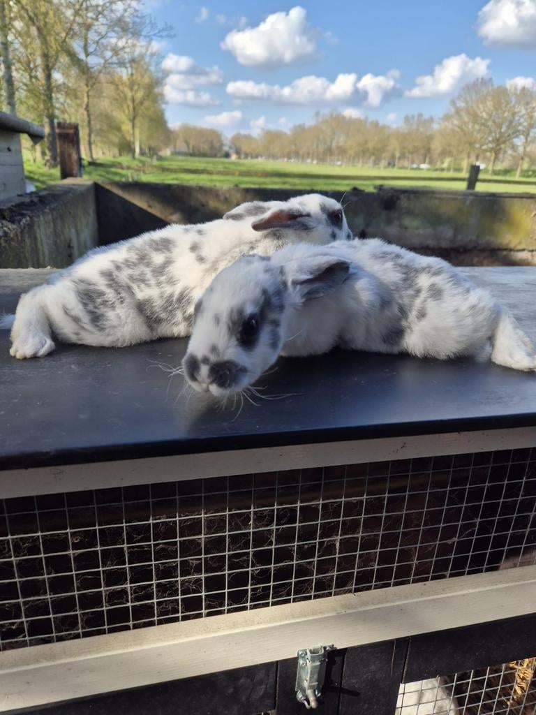 Twee mooie Rex konijntjes, Dieren en Toebehoren, Geslacht onbekend, Middelgroot, 0 tot 2 jaar