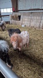 Kleine mini appaloosa, Dieren en Toebehoren, Pony's, A pony (tot 1.17m), 0 tot 2 jaar
