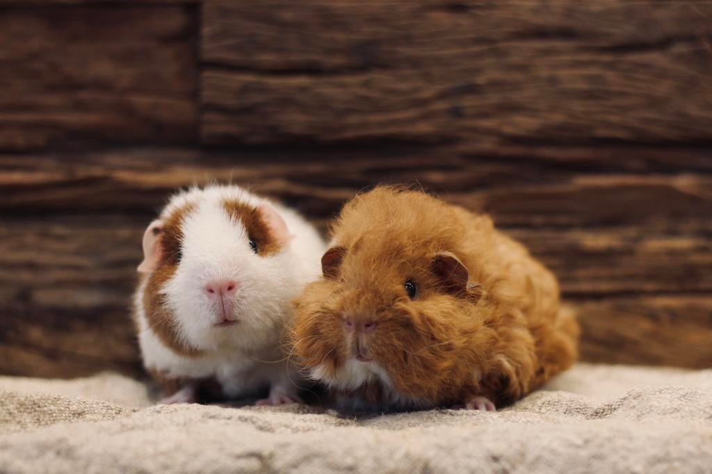 BENNIE & BEER | CAVIA | REX | CH-TEDDY | BEERTJES, Cavia, Februari, Mannelijk, Tam