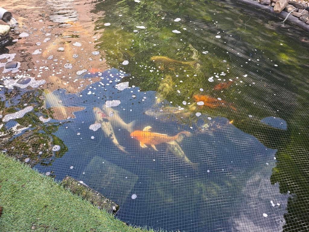 Koi, Karper of Koi
