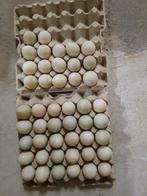Te koop bevruchte loopeenden eieren 75 cent per stuk, Dieren en Toebehoren, Geslacht onbekend, Eend