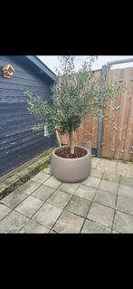 C.a. 30 m2 tegels. 30x30 gratis op te halen!, Ophalen of Verzenden, Gebruikt, Beton, Terrastegels