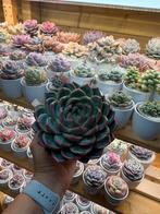 Echeveria Champagne vetplant, Huis en Inrichting, Kamerplanten, Verzenden, Vetplant, Halfschaduw, Minder dan 100 cm