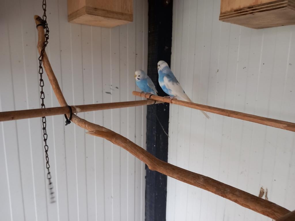 Grasparkieten, Dieren en Toebehoren, Vogels | Parkieten en Papegaaien, Meerdere dieren, Parkiet