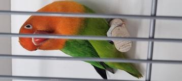Gezocht  agapornis fischerie opaline groen  beschikbaar voor biedingen