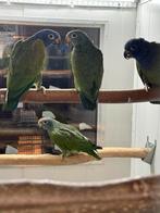 2-2 pionus menstruus, Dieren en Toebehoren, Meerdere dieren, Papegaai, Geringd