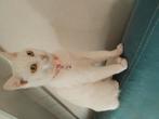 Turkse angora poes, Poes