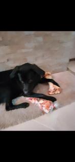 Labrador, Ophalen of Verzenden