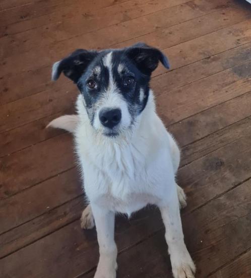 Melvin zoekt baasje, Dieren en Toebehoren, Honden | Niet-rashonden, Middel, Reu, Particulier, Eén hond, Buitenland, 15 weken tot 1 jaar