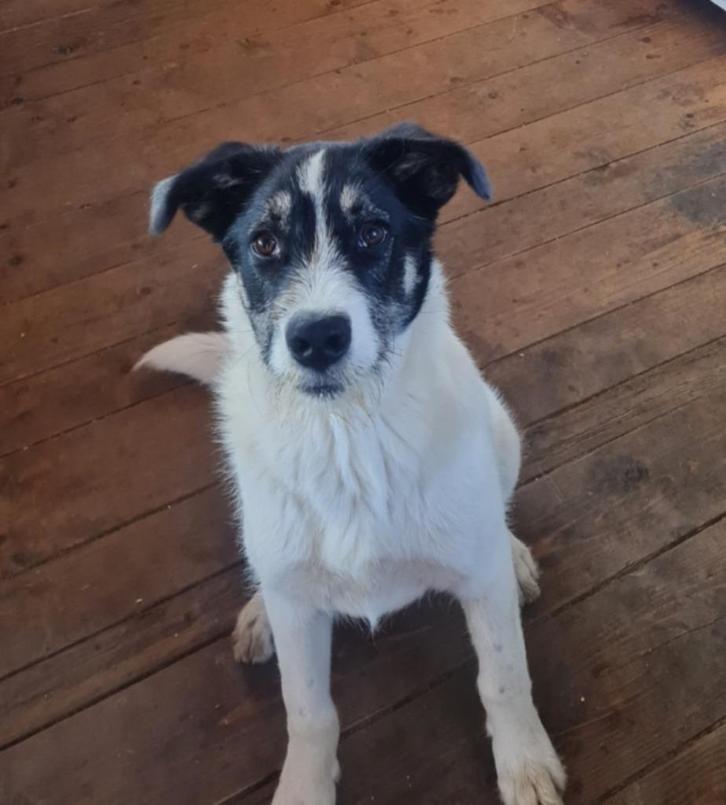 Melvin zoekt baasje, Dieren en Toebehoren, Honden | Niet-rashonden, Middel, Reu, Particulier, Eén hond, Buitenland, 15 weken tot 1 jaar