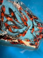 Mooie japanse koi, Dieren en Toebehoren, Vissen | Vijvervissen, Karper of Koi
