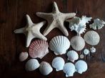 Verschillende schelpen., Verzamelen, Mineralen en Fossielen, Ophalen of Verzenden, Schelp(en)