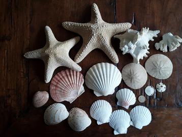 Verschillende schelpen. beschikbaar voor biedingen