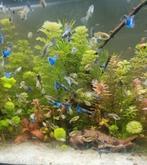 Blue Moscow x blue lace wing guppen guppy, Dieren en Toebehoren, Vis