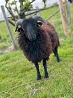 Ouessant ram 1jaar stamboom, Dieren en Toebehoren, Schapen, Geiten en Varkens, Schaap, Mannelijk