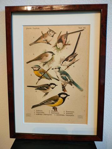 Litho Floericke Koolmees Nonnetje Zwarte- Pimpelmees 1922 beschikbaar voor biedingen