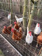 Kippenren, poort, afrastering hek met gaas, Meerdere dieren, Kip