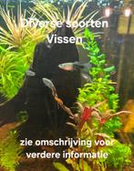 Diverse soorten vissen te koop!! Zie omschrijving voor prijs, Dieren en Toebehoren, Vis