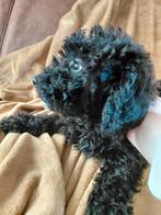 Laatste 2 labradoodle pups, Poedel, Rabiës (hondsdolheid), 8 tot 15 weken, Meerdere