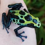 Dendrobates tinctorius 'Sipaliwini groen', Dieren en Toebehoren, Reptielen en Amfibieën, Amfibie, 0 tot 2 jaar