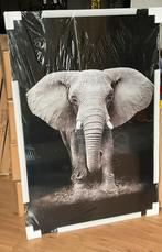 Glas schilderij “wild life olifant” 80x120cm - countryfield, Ophalen, Nieuw, Schilderij