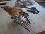 taxidermie taxidermy,Opgezette"Flaamse Gaai", Verzamelen, Dierenverzamelingen, Ophalen of Verzenden, Zo goed als nieuw, Vogel
