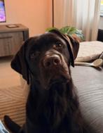 Lieve en goed opgevoede Labrador reu- 8 maanden oud, 15 weken tot 1 jaar, Reu, Labrador retriever, Parvo