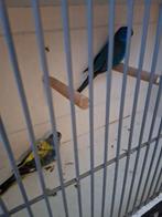 Tekoop Koppel splendits, Geringd