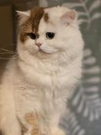 Dekkater met stamboom Brits langhaar ( niet te koop), Dieren en Toebehoren, 3 tot 5 jaar