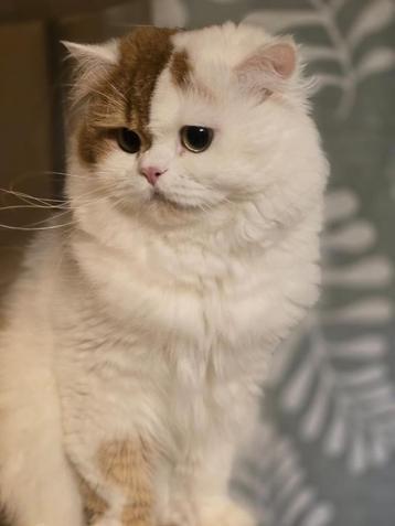 Dekkater met stamboom Brits langhaar ( niet te koop) beschikbaar voor biedingen