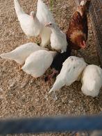Jonge witte leghennen, Dieren en Toebehoren, Pluimvee, Meerdere dieren, Kip