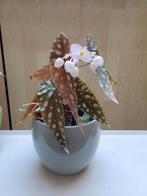 Begonia, Ophalen of Verzenden