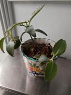 Plant, Huis en Inrichting, Ophalen, Overige soorten, Minder dan 100 cm