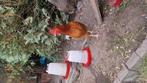 Welsumer hen - gratis, Dieren en Toebehoren, Vrouwelijk, Kip