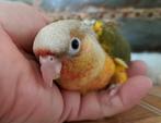 Pyrrhura molinea Pineapple/dilute, Dieren en Toebehoren, Vogels | Parkieten en Papegaaien, Geslacht onbekend, Parkiet, Geringd
